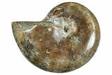 Polished Ammonite (Phylloceras?) Fossil - Madagascar #262115-1
